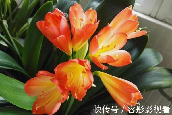 卧室可以放君子兰吗：卧室放君子兰净化空气(可以吸附灰尘)