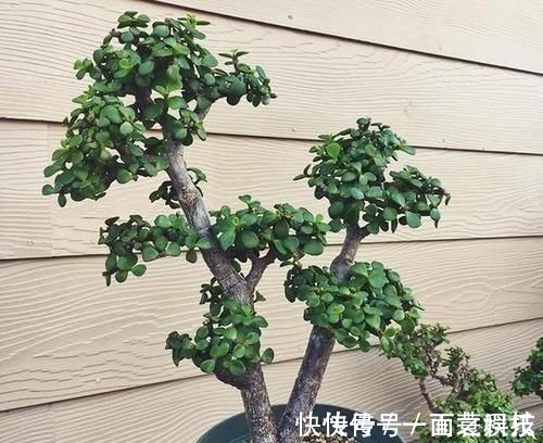 金枝玉叶|养3种树,越老越值钱,5年变老桩,盆盆都值2000元以上