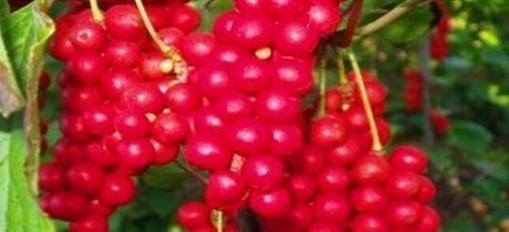 黏液蛋白|想变美的女性要常吃3物,缓解疲劳,补血益气,滋补身体抗衰老