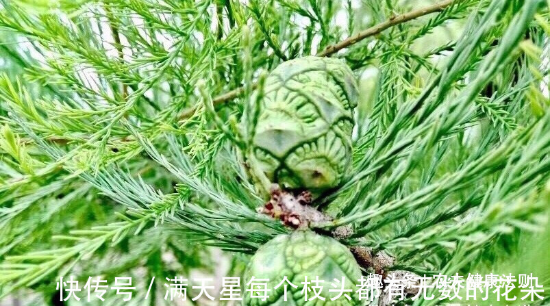 治病果|女性不想得乳腺癌,多食此“治病果”,防妇科病,清理子宫垃圾