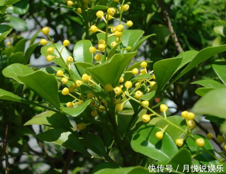 米兰哗哗掉叶子几种错误别再犯,不然秃的只剩杆!