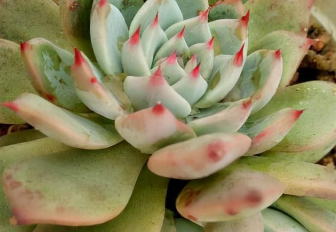 多肉常见3种季节病，养花大神有良方，新手拿好小本子