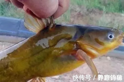 蚯蚓|爆钓黄骨鱼,一晚上拉了34斤!钓友全部看哭了!