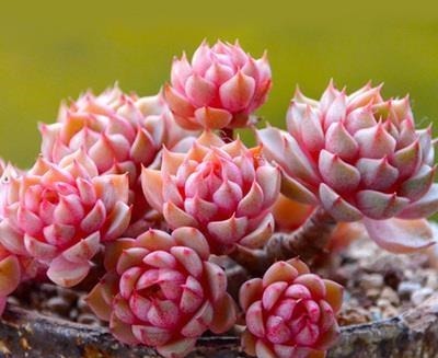 多肉植物越长越丑？3个小技巧，上色美易爆盆，长成群生老桩！