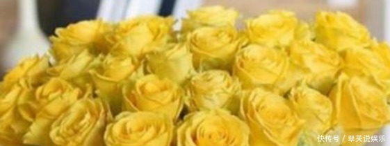 艳丽|喜欢养花,不妨养盆精品玫瑰金香玉,花开如桃,艳丽妖娆