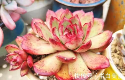 多肉宝丽安娜长期带红边,冬天稍微晒一下太阳叶片血红,你不养一棵吗?