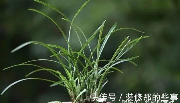 兰花一直养不壮？而且难开花？这些原因如何处理？教你一个小技巧