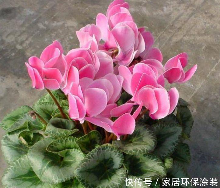 适合冬天入手的花卉,花期200多天,花大色艳很漂亮