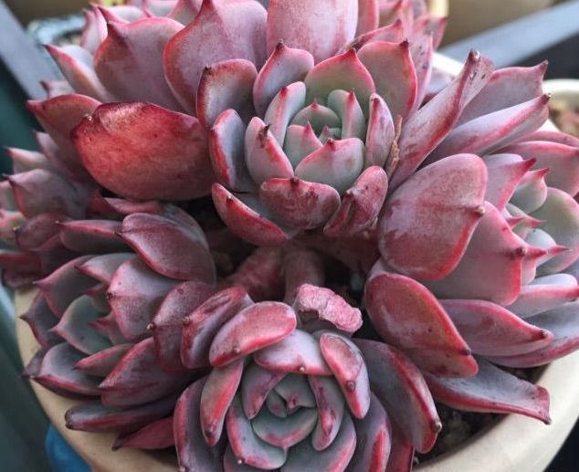 栽培多肉植物的盆器那么多,该如何选择,才能使多肉植物长得好