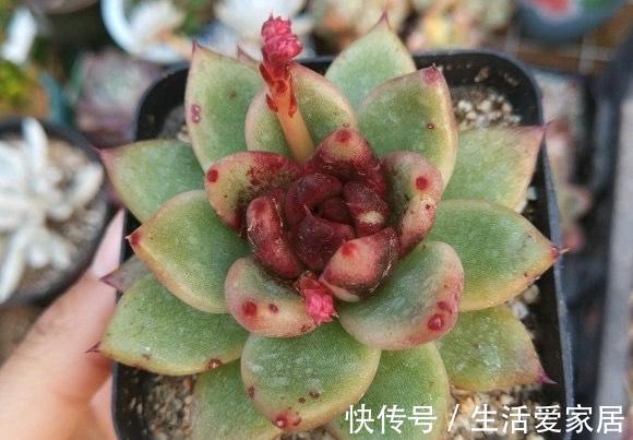 多肉|4种多肉美得独特，血燕拥有紫血斑，小红嘴的红唇最惊艳，真喜欢