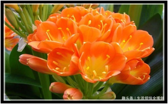 可以四季开花的红山茶,养护注意这几点,新手也能养爆盆