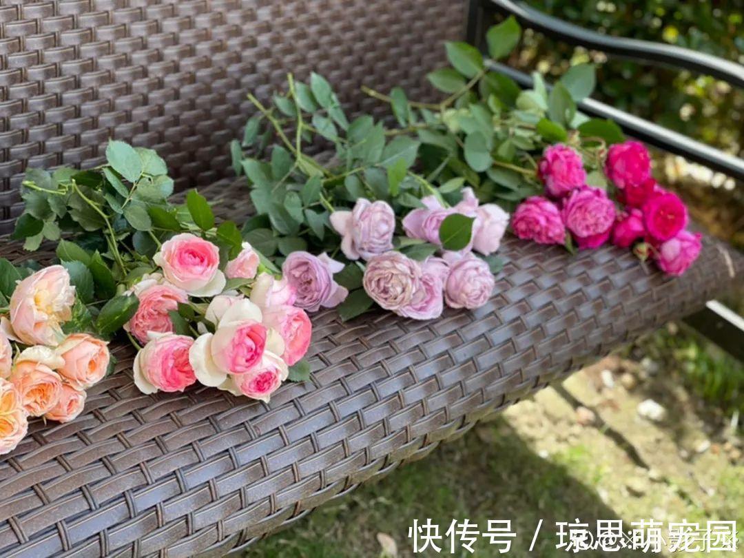 磷酸二氢钾|月季现在赶紧施肥,不然越长越差,上肥后月月开花