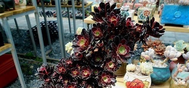 3种多肉,天热少浇水,养护成“老桩”,欣赏价值高