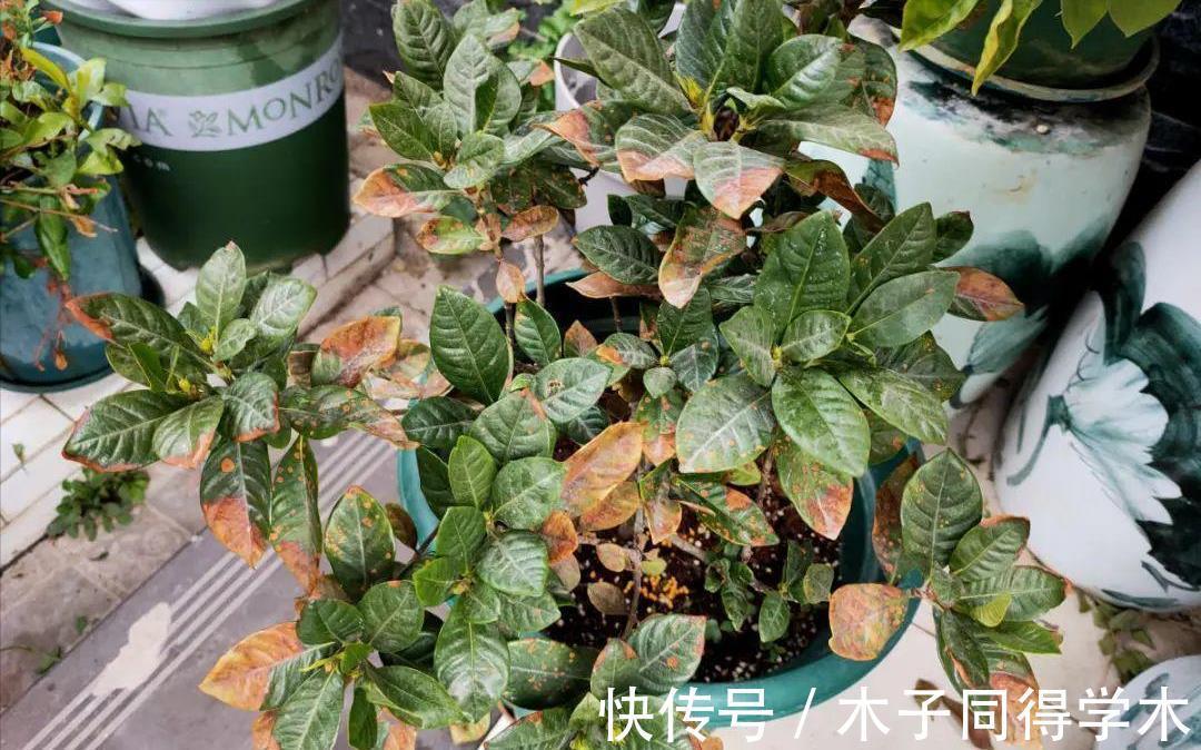 养花|新手养花“黑名单”,买了也养不活,谨慎买这些花