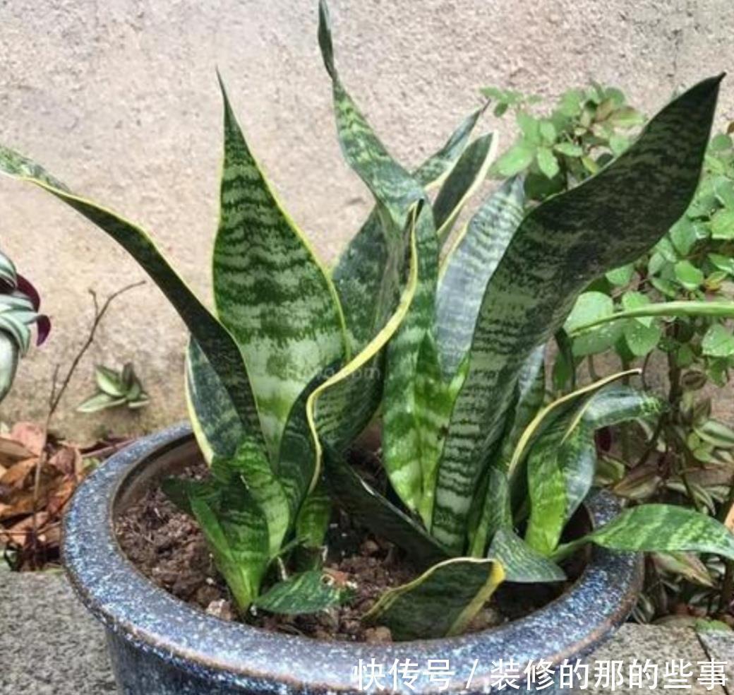 生根|这5种常见的花,不用枝条也能扦插,叶片插土里就能生根