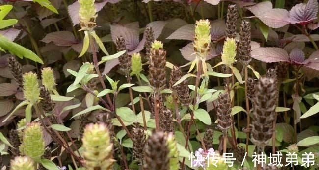 野草|这野草,学名“夏枯草”,是中药“珍宝”,野外遇见,请勿错过!