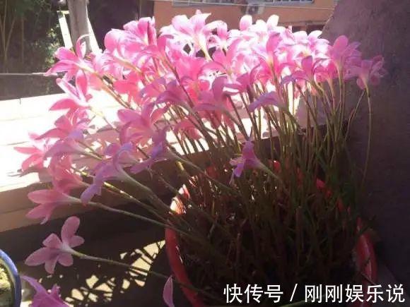 抗病、不招虫的天竺葵,屋里养一盆,开花一茬接一茬