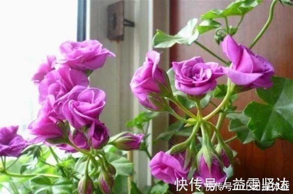 红女巫|此“花”一年开花好几次，花朵漂亮似玫瑰，养在阳台路人都夸美！