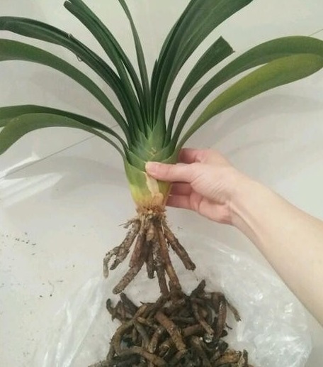 根系|君子兰黄叶、烂根、叶片歪斜、不开花等常见问题，该怎样办