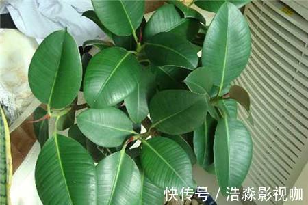 光照|橡皮树春天剪一刀,新芽蹭蹭长,小苗变大树
