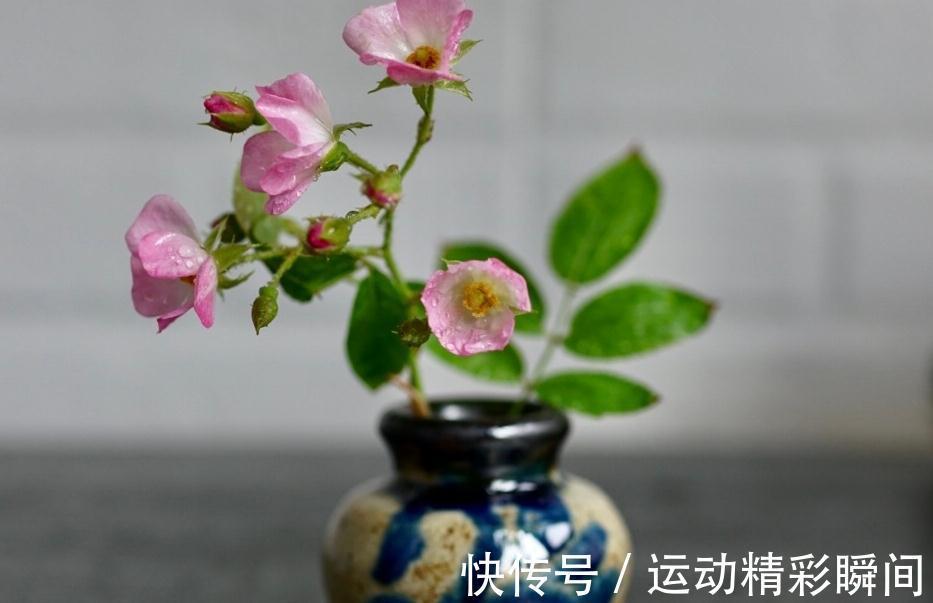 越漂亮的花越神秘，这10种花，都有一个美丽的传说