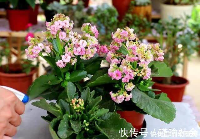 枝叶|长寿花开完花，马上给它做“3件事”，很快再次孕蕾开花
