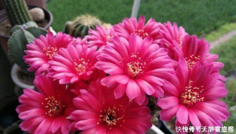 浇水|超漂亮的4种花,好养易活,30天不浇水照样生长,一年开花不断