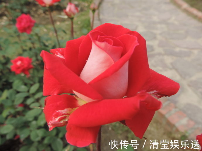 红艳|喜欢菊花，不如养盆“稀世玫瑰”火和平，花开红艳似火，美艳娇羞