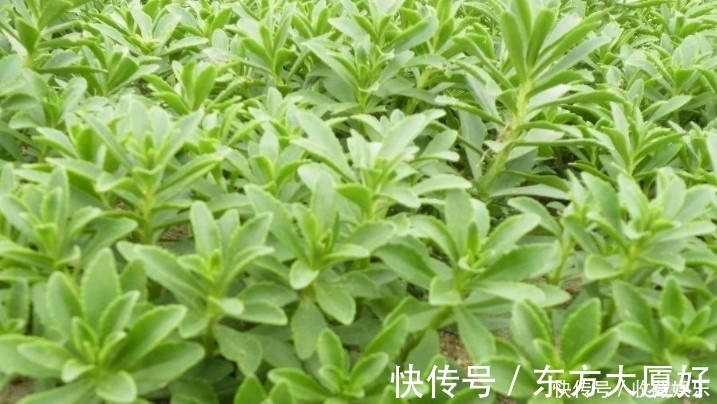 价值|农村田里的这种野草,钙是牛奶3倍,价值很珍贵,你有见过没