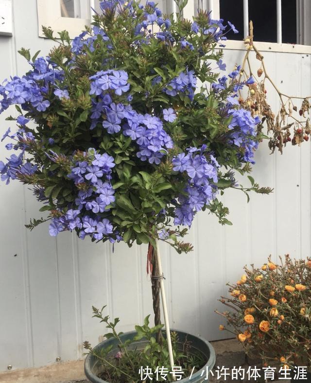 下雪前,5种“漂亮花”赶快修剪,来年爆花,就靠现在