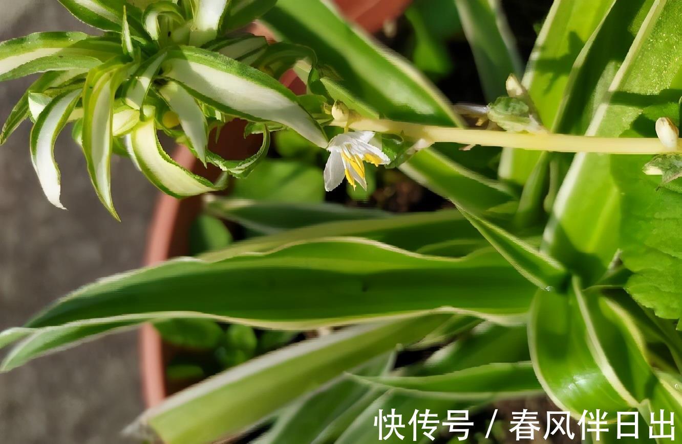 叶子|夏天里,这5种花需要勤浇水,叶子更鲜绿,长势更茂盛