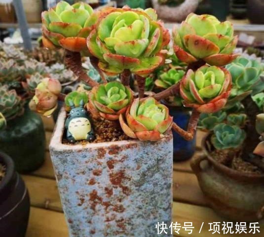 想要多肉快速长成老桩,教你一个小技巧,茎秆粗壮,新手也会养