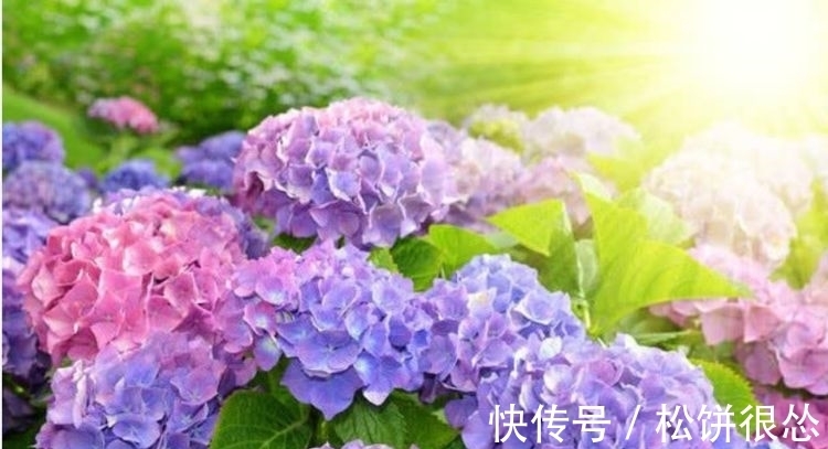 凤仙花|夏天养花,不妨养这四款花,盛开时繁花似锦,花色美轮美奂