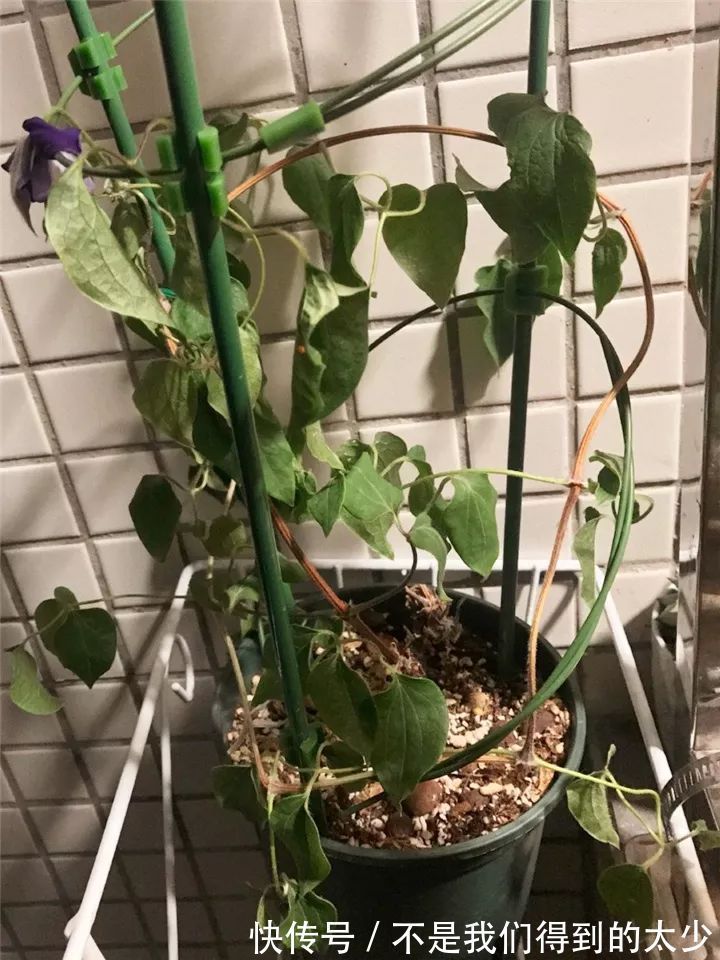 养花技巧最难养的花，买多少死多少，想想就生气！