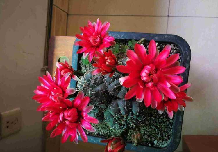 家养几款植物,阳台开出花海,比牡丹美,堪称花中大美女