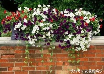 花叶蔓|花友们窗台养什么花,看完认识那么多植物!