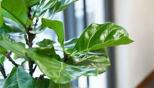 家里养了5种绿植,门窗紧闭也不怕,净空气,增氧气,健康无忧
