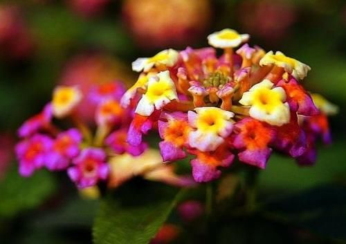 养花就养这几款，沾土即活，小巧玲珑，养在哪里都爆盆，美极了！