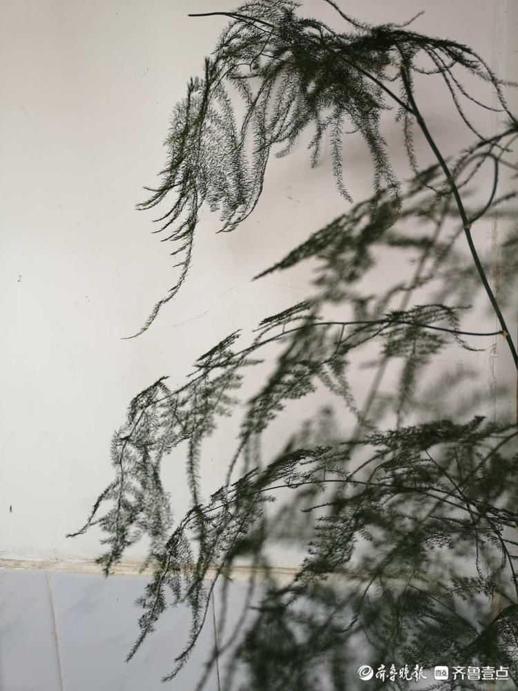 文竹开花见过吗？密密麻麻小黄花点缀枝头，别有一番韵味|情报站| 齐鲁晚报