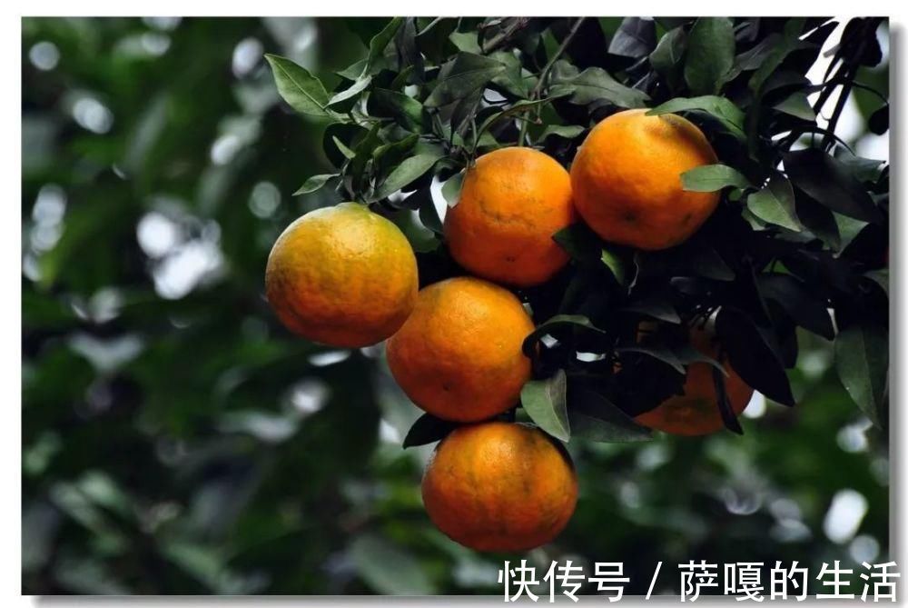 发酵|老花匠:扔4种“东西”,就是扔钱,比花肥还好用,不花钱!