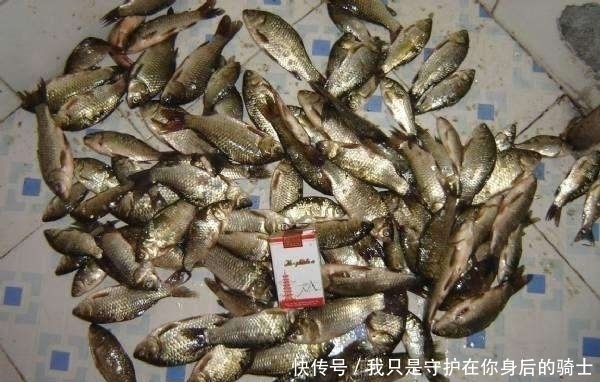 发现无人野塘,用了这个饵料,意外钓获十七斤大鲫鱼