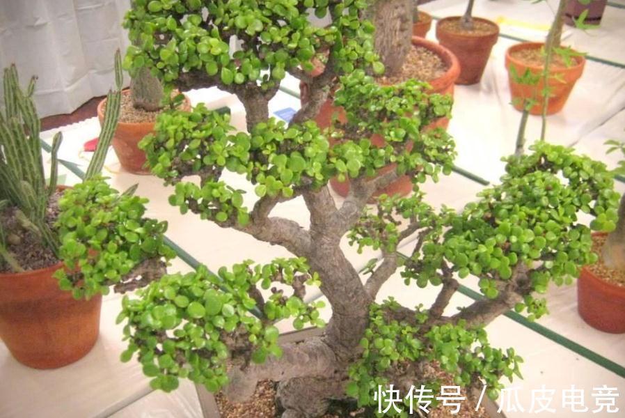 盆景|金枝玉叶盆栽养殖小技巧：日常维护、凹造型，不可忽略！