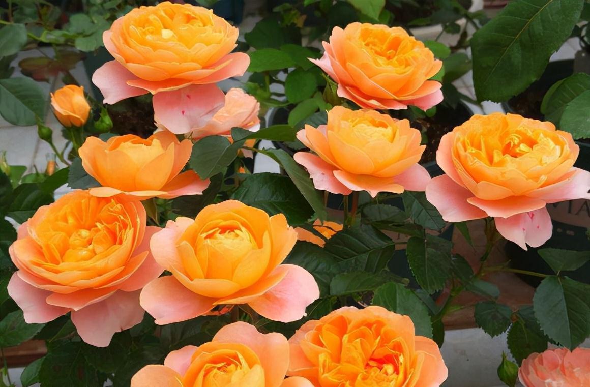 17大吉祥花,客厅有空间一定要养上一盆,好看又好养,养人又旺家