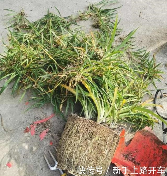 8种花换盆，换好了生一堆，换错立马死！8种花换盆，换好了生一堆，换错立马死！