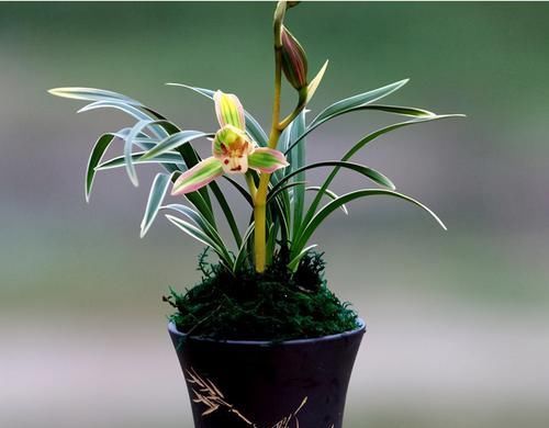  首选|兰中极品“帝王妃”，花色复杂，花香浓郁，好养易活，养兰首选