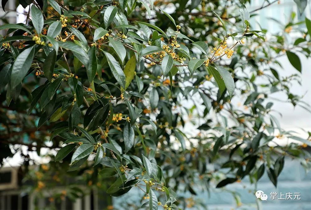 高温|真香！高温“搅乱”花期，桂花虽迟但到