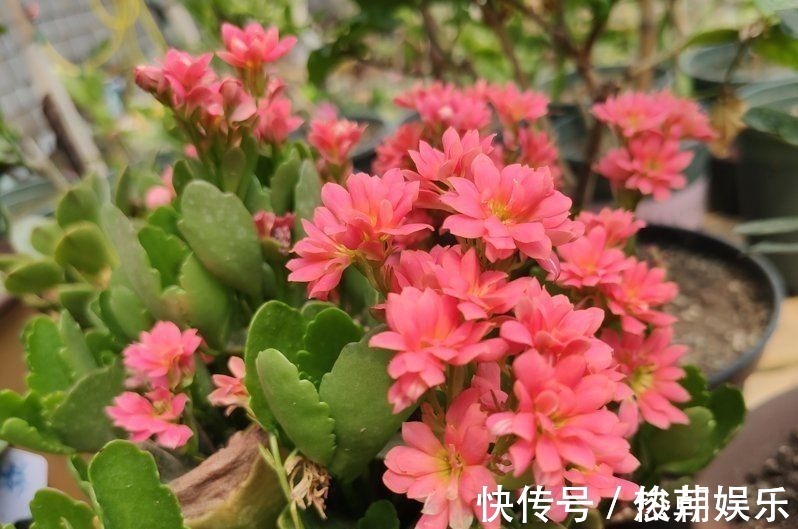 仙人球|8种花不能多浇水,“少水少肥”伺候它,反而长势旺盛开花多