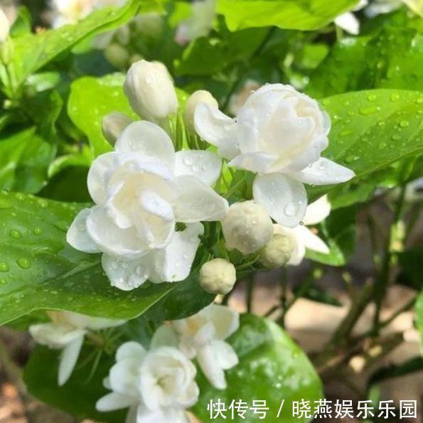 朱迪|比“香水”还香的4种花，养1盆满屋飘香，美不胜收，你养了吗