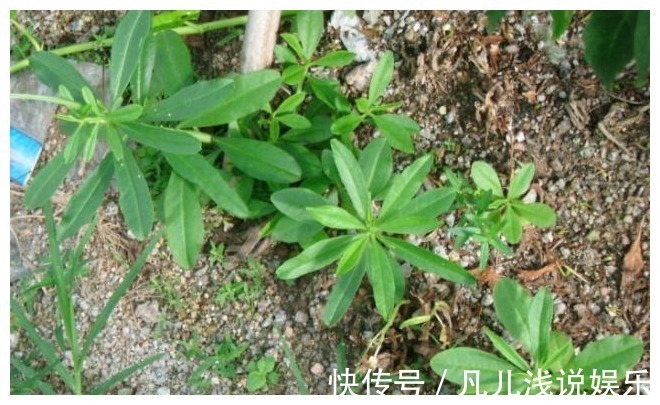 维C|路边这种野菜,人称“土人参”,维C含量是菠菜30倍,夏天别错