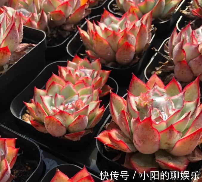 你的多肉施肥了吗,关于多肉植物施肥的那点事